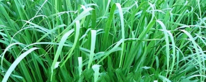 香茅是什么东西 香茅叫什么