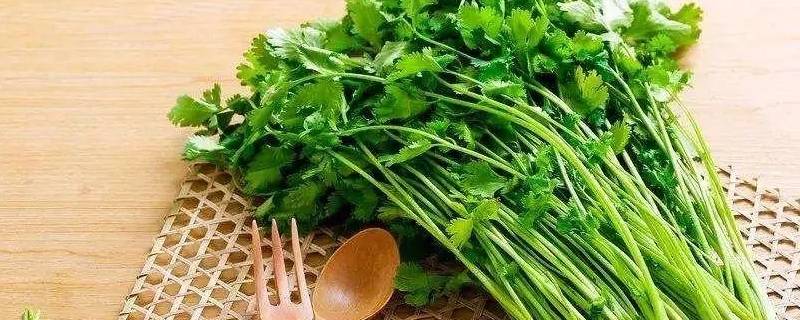 香菜保存一年翠绿不变味的方法 香菜保存最好的方法是什么