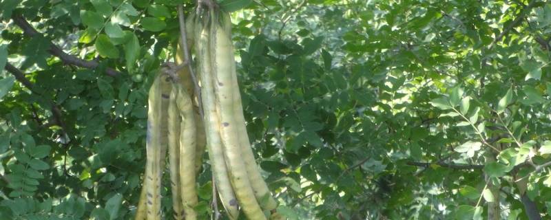 皂荚怎么处理成洗发水 皂荚怎么处理成洗发水视频