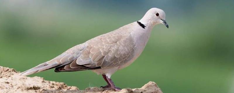 斑鸠是什么（斑鸠是什么科）