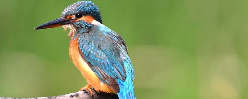 翠鸟的尾巴像什么 翠鸟的尾巴像什么比喻句