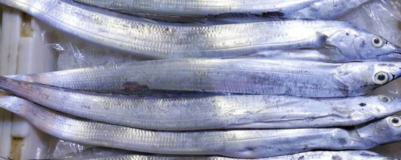 冬天带鱼室外存放几天 冬天带鱼可以放室外吗