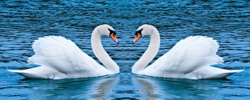 天鹅的寿命 天鹅的寿命一般在28-50之间