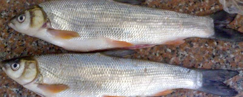 鲮鱼刺多吗（鮸鱼刺多吗?）