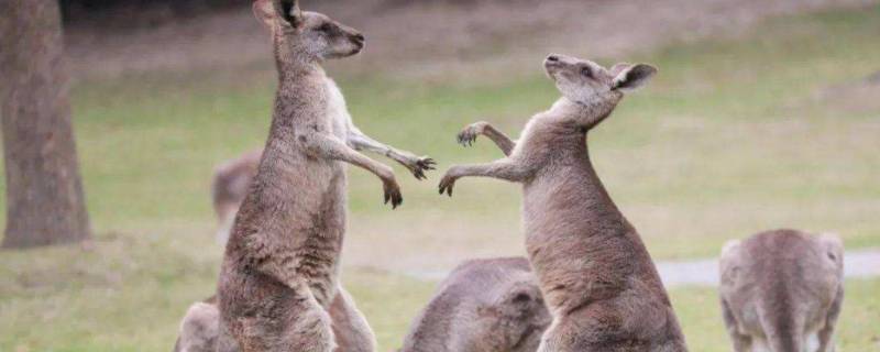 袋鼠的种类有哪些 袋鼠一共有多少种种类