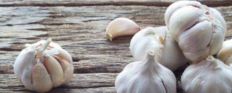 蒜中间有绿芯怎么回事 蒜芯变绿怎么回事