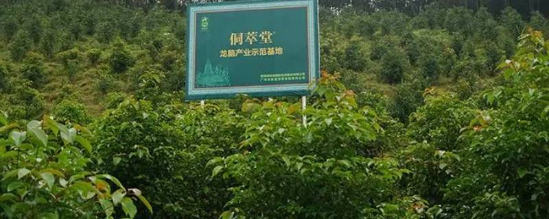 龙脑是什么东西 龙脑是什么意思