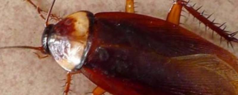家中蟑螂是如何产生的 家中常见蟑螂