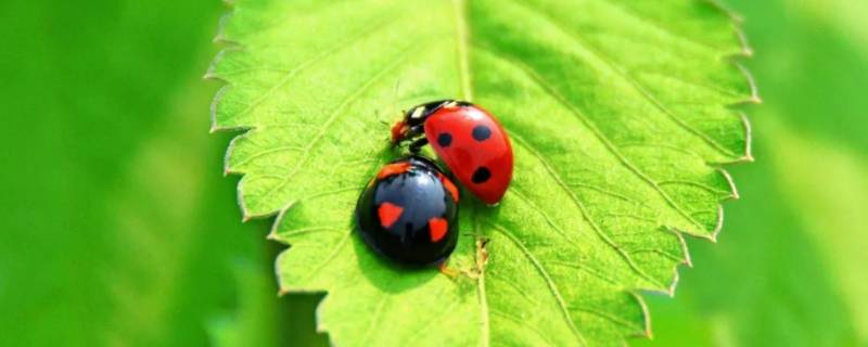 瓢虫是昆虫吗（蜘蛛是昆虫吗）