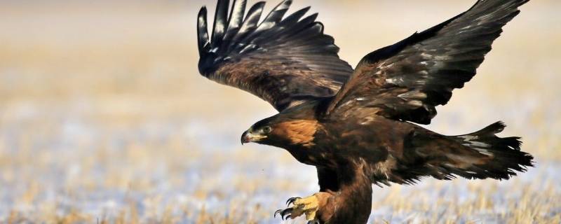 金雕是几级保护动物（金雕是几级保护动物?）