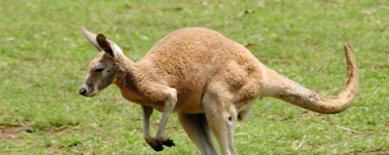 袋鼠的袋子有多脏 袋鼠的袋子脏吗