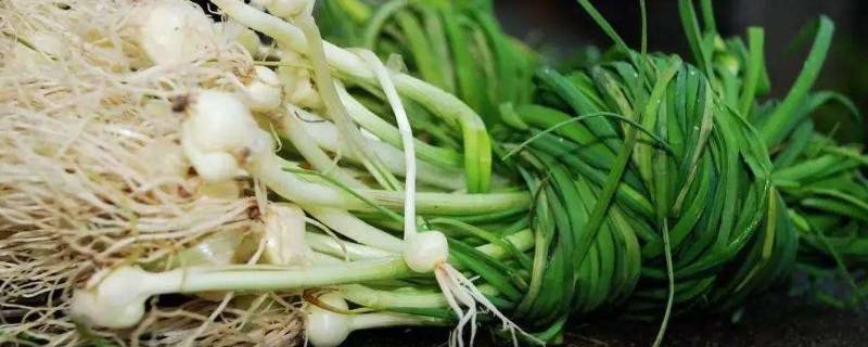 小根菜怎样储存冬天吃（甜菜根怎样储存）