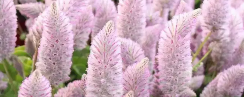 狐尾草对齐司礼有什么作用 齐司礼 狐尾草