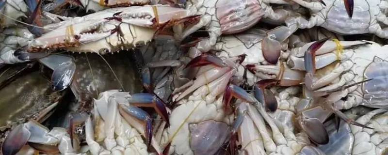 冬季大闸蟹怎么保鲜存活（冬天活的大闸蟹怎么保存）