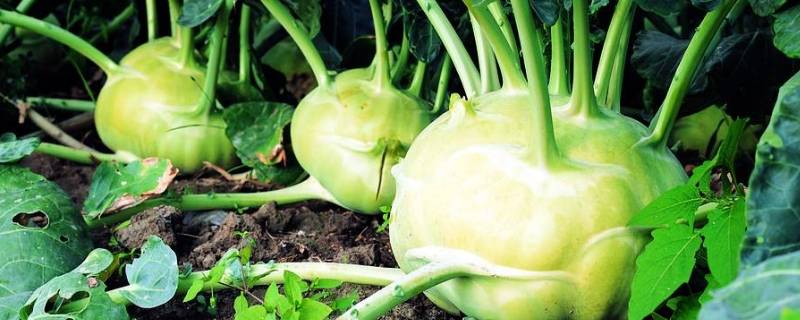 茄莲是什么蔬菜（蔬菜茄莲图片）
