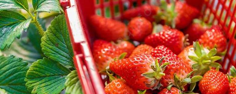 草莓可以用小苏打洗吗（小苏打可以用来洗草莓吗）