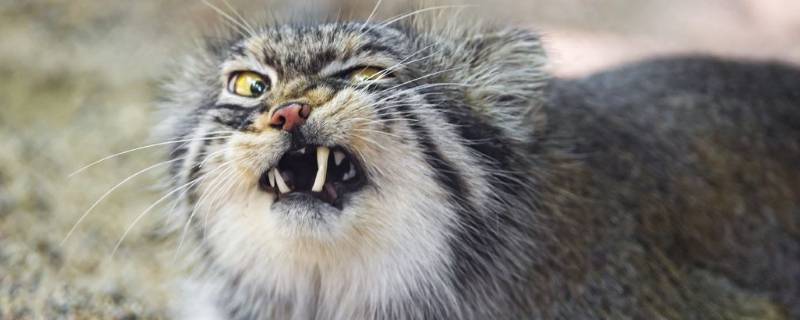 兔狲是什么科动物 兔狲是猫科动物