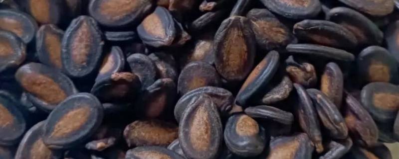 黑色的瓜子是什么瓜子（黑色瓜子叫什么）