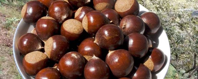 板栗带壳隔水蒸要多久才熟（板栗带壳蒸要蒸多久）