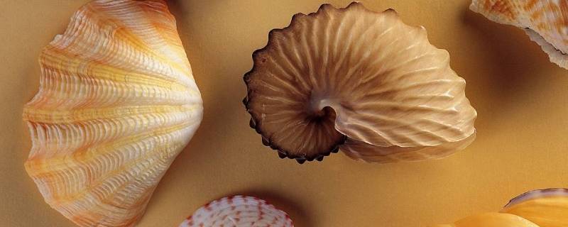贝壳是动物吗（贝壳是动物吗还是植物）