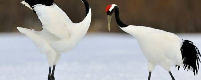 动物园里有什么鸟（动物园里有什么鸟分别有什么特点）