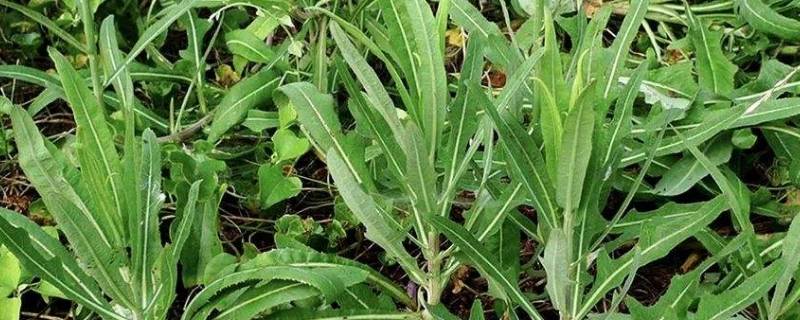 菊科食物有哪些（越菊科的食物有哪些）