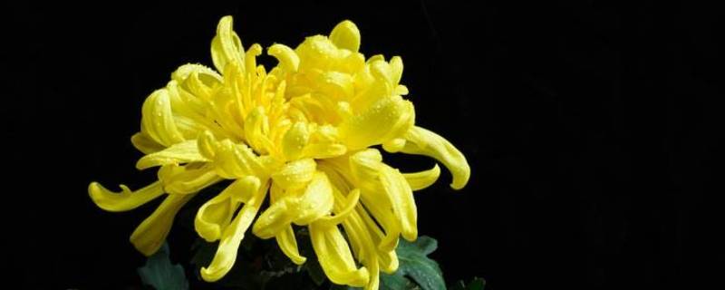 菊花会过期吗 菊花放久了会不会过期