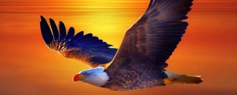 老鹰有天敌吗 老鹰有天敌吗?