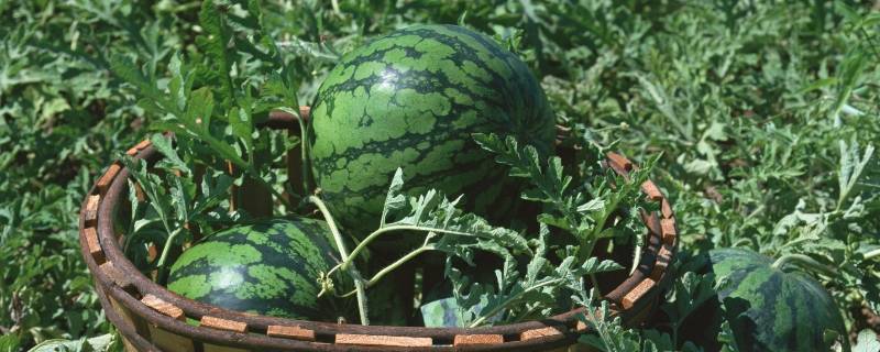西瓜的原产地在沙漠吗 西瓜的原产地是哪里是干旱的沙漠还是水草丰美的地方