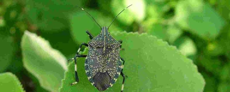 臭屁虫爬过的衣服能穿吗（放屁虫爬过的衣服还能穿吗）