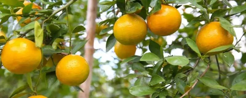 贡柑是指哪种水果 贡柑是什么水果