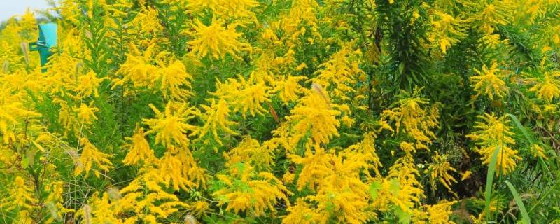 一枝黄花为什么是生态杀手（外来物种一枝黄花危害）