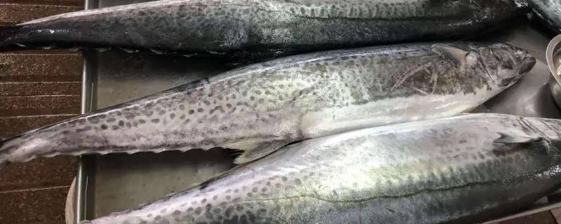 冰鲜的大鲅鱼怎么保存（鲜鲅鱼如何放冰箱保存）