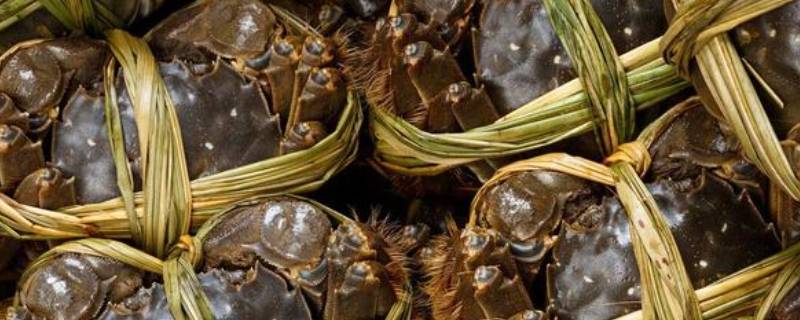 冬天螃蟹要不要放冰箱 冬天螃蟹能放冰箱吗