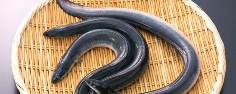 河鳗活杀了放冷藏可以吗 河鳗活杀了放冷冻可以吗