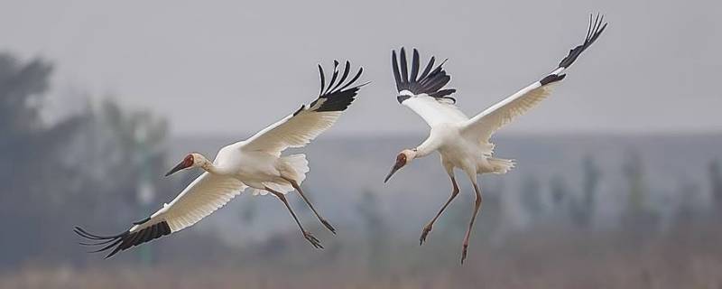 白鹤会不会飞 白鹤能飞吗