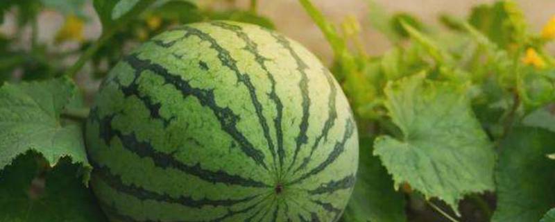 西瓜是水果吗（草莓和西瓜是水果吗）