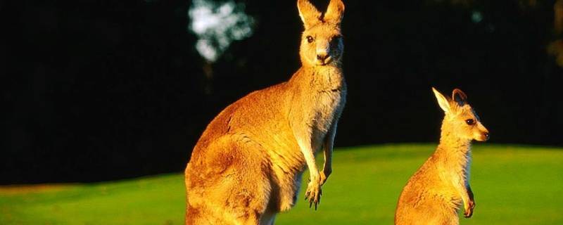 袋鼠有多少种类（袋鼠有多少种种类?）