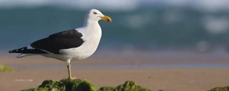 海鸥的嘴巴是什么颜色的（海鸥的嘴叫什么名字）