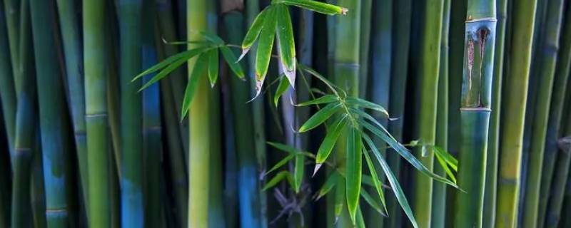 竹子长不粗的原因（竹子只长高不长粗的原因）
