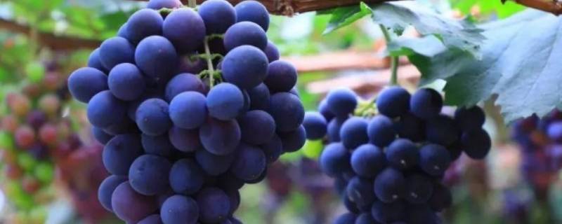 葡萄上的白色粉末是什么 葡萄上的白粉是什么东西