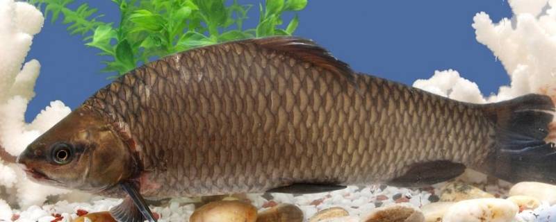 鱼为什么不怕冷（鱼为什么不怕冷情话）