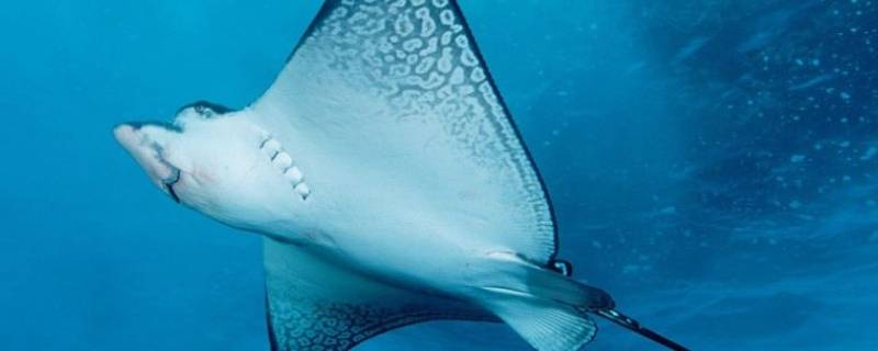 ray是什么鱼（eagle ray是什么鱼）