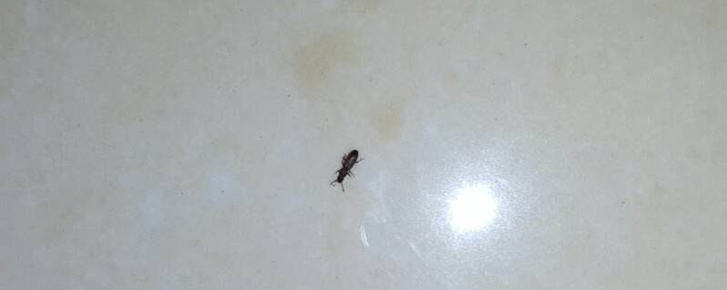 书虱是怎么进入家里的 家里到处都有书虱怎么办