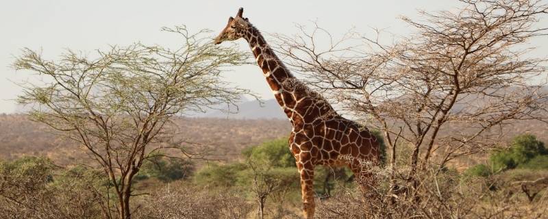 长颈鹿的特征 长颈鹿的特征用英语描述