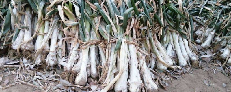 鸡腿葱和普通葱的区别（鸡腿葱和普通葱哪个好吃）