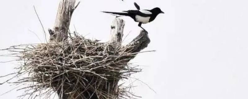 鸟的住处叫什么名称（鸟的住处叫什么名称(最佳答案）