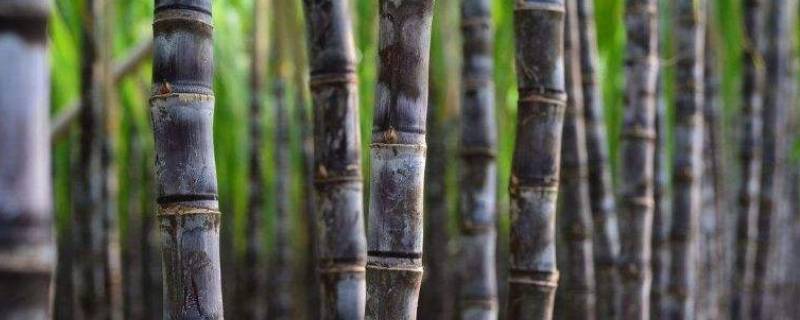 过年放甘蔗有什么讲究（春节吃甘蔗的讲究）