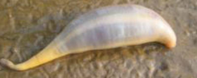 海老鼠为什么不能吃（老鼠会吃海带吗）