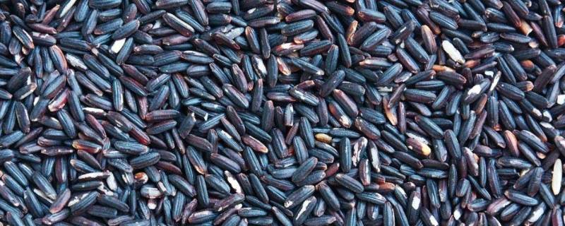 哪些杂粮不升糖（哪些杂粮不升糖 骆驼奶粉真的降血糖吗）